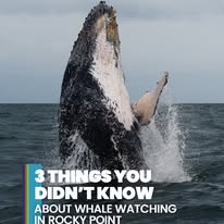 Whale breaching near Rocky Point